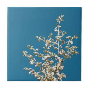 Saltbush-Blätter Himmel Rahmen Minimalistisch Fliese