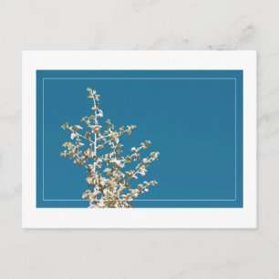 Saltbush Blätter Sky Frame Minimalistische Postcar Postkarte