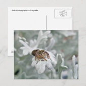 Salticid Jumping Spider auf Dusty Miller Postkarte (Vorne/Hinten)