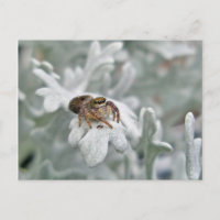 Salticid Jumping Spider auf Dusty Miller