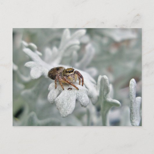 Salticid Jumping Spider auf Dusty Miller Postkarte (Vorderseite)