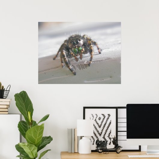 Salticid Jumping Spider Poster (Heimbüro)