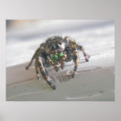 Salticid Jumping Spider Poster (Vorne)