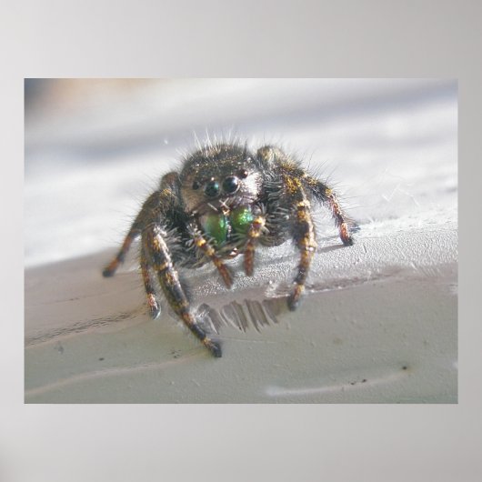 Salticid Jumping Spider Poster (Vorne)