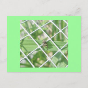 Salticid on Wire Postcard Postkarte