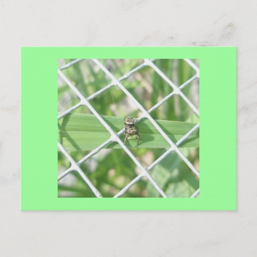 Salticid on Wire Postcard Postkarte (Vorderseite)