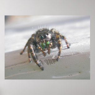 Salticid springendes Spinnen-Plakat Poster