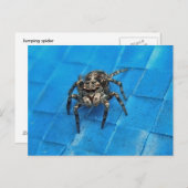 Salticide Black & White Jumping Spider Postcard Postkarte (Vorne/Hinten)
