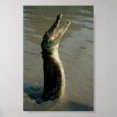 Saltwater Croc Poster (Vorne)