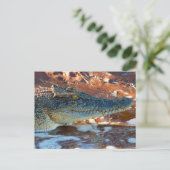 Saltwater Crocodile Postkarte (Stehend Vorderseite)