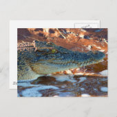 Saltwater Crocodile Postkarte (Vorne/Hinten)