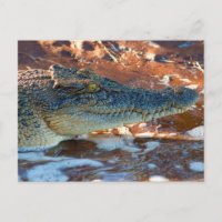 Saltwater Crocodile