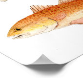 Saltwater Game Fish - Snook, Seatrout & Redfish Poster (Ecke)