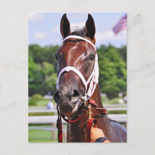 Saluda, 2 Jahre alt, verfilmt von Congaree Postkarte