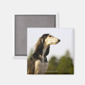 Saluki 2 magnet (Vorderseite/Rückseite)
