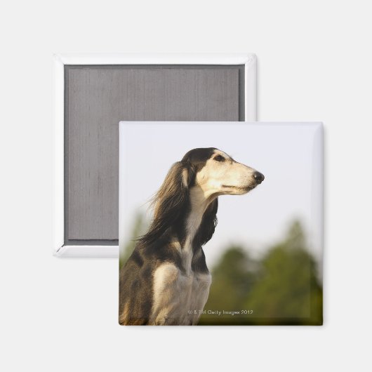 Saluki 2 magnet (Vorderseite/Rückseite)