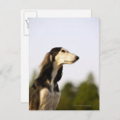 Saluki 2 postkarte (Vorne/Hinten)