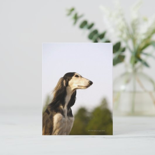 Saluki 2 postkarte (Stehend Vorderseite)