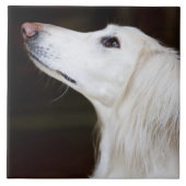 Saluki, das oben schaut fliese (Vorderseite)
