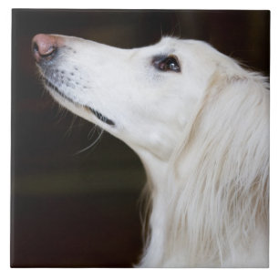 Saluki, das oben schaut fliese