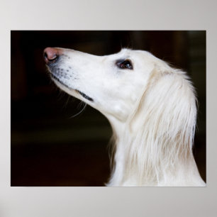 Saluki, das oben schaut poster