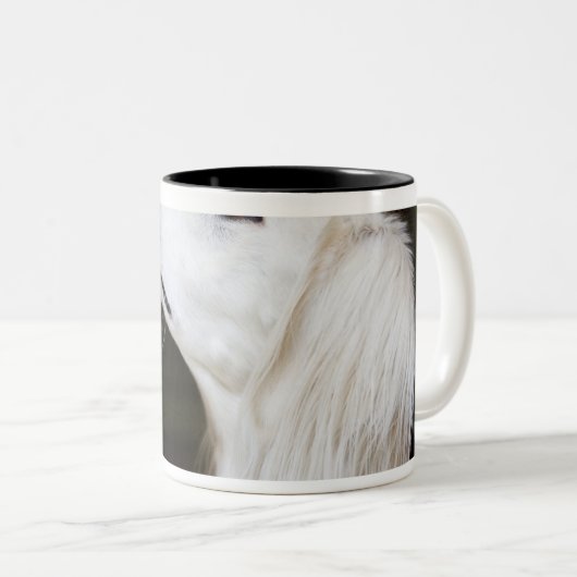 Saluki, das oben schaut zweifarbige tasse (VorderseiteRechts)