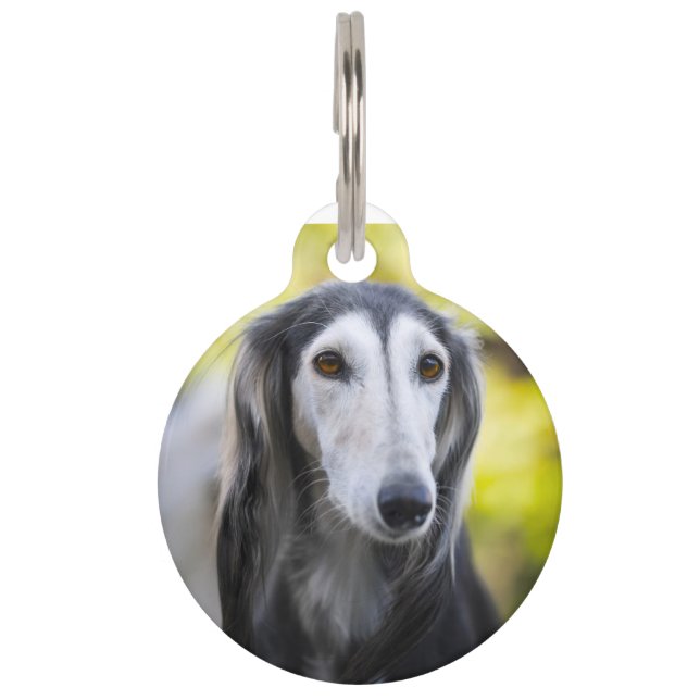 Saluki Dog Haustiermarke (Vorderseite)