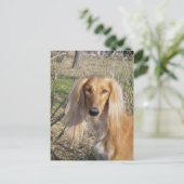 saluki.png postkarte (Stehend Vorderseite)