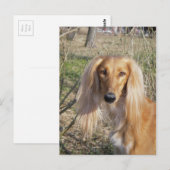 saluki.png postkarte (Vorne/Hinten)