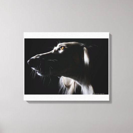 Saluki, Portrait Leinwanddruck (Vorderseite)
