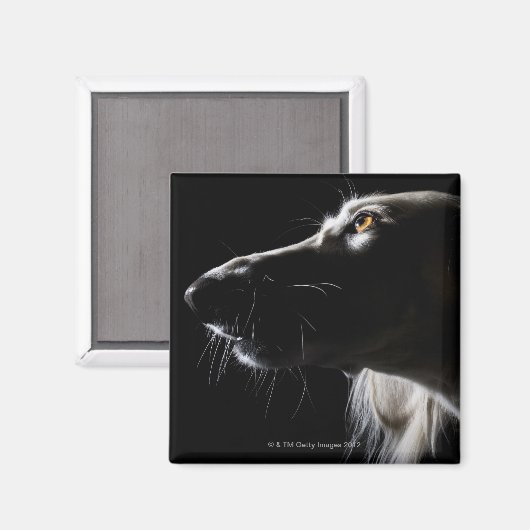 Saluki, Portrait Magnet (Vorderseite/Rückseite)