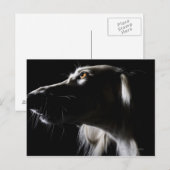 Saluki, Portrait Postkarte (Vorne/Hinten)