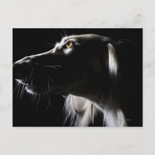 Saluki, Portrait Postkarte (Vorderseite)