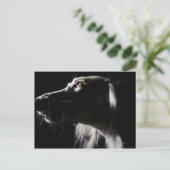 Saluki, Portrait Postkarte (Stehend Vorderseite)