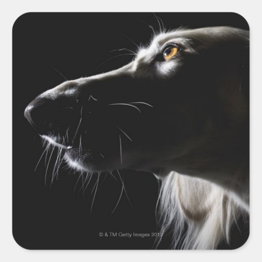 Saluki, Portrait Quadratischer Aufkleber (Vorderseite)