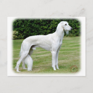Saluki Postkarte