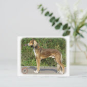 Saluki Postkarte (Stehend Vorderseite)