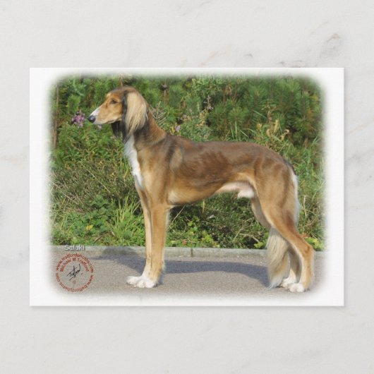 Saluki Postkarte (Vorderseite)