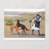 saluki postkarte (Vorderseite)