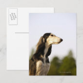 Saluki Postkarte (Vorne/Hinten)