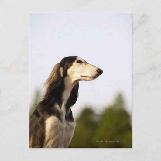 Saluki Postkarte (Vorderseite)