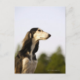Saluki Postkarte