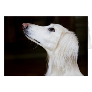 Saluki sucht nach