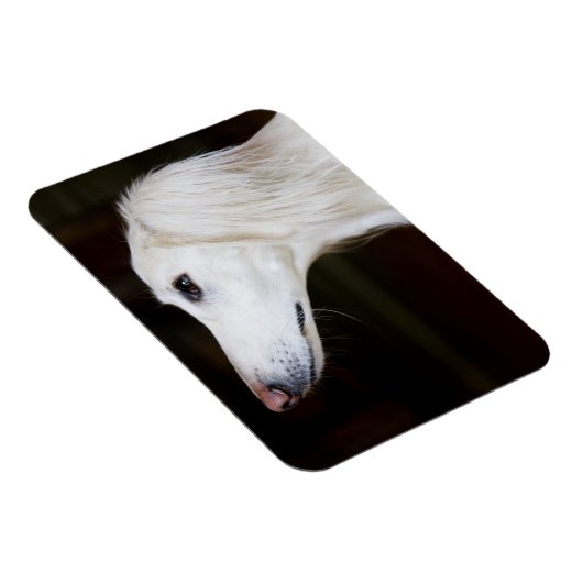 Saluki sucht nach magnet (Rechte Seite)