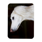 Saluki sucht nach magnet (Vertikal)