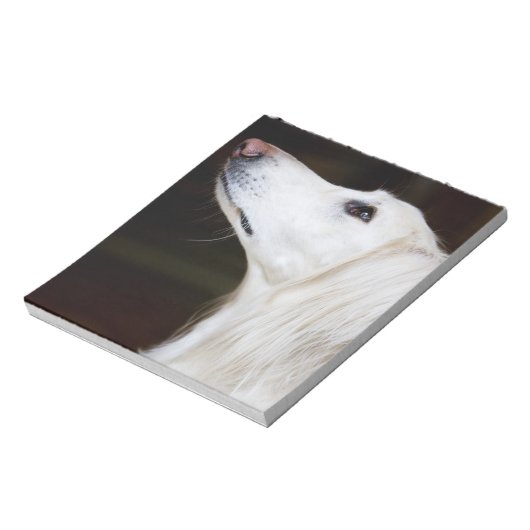 Saluki sucht nach notizblock (Rotiert)