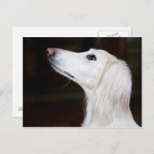 Saluki sucht nach postkarte (Vorne/Hinten)