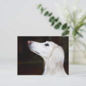 Saluki sucht nach postkarte (Stehend Vorderseite)