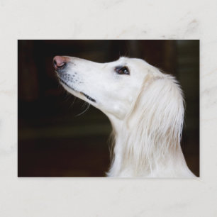 Saluki sucht nach postkarte