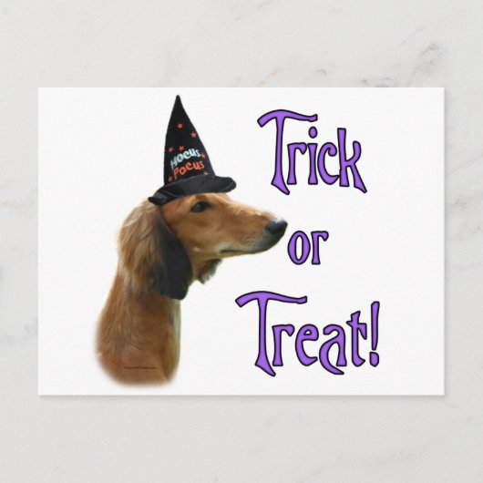 Saluki Trick Postkarte (Vorderseite)